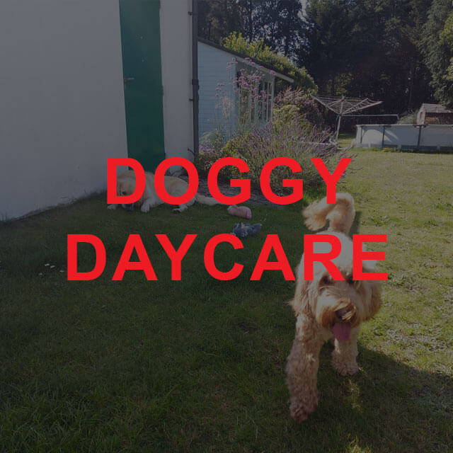 Doggy Daycare